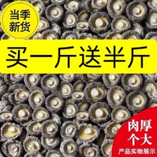 干香菇批发干货金钱小香菇无根肉厚花菇蘑菇工厂源头工厂一件批发