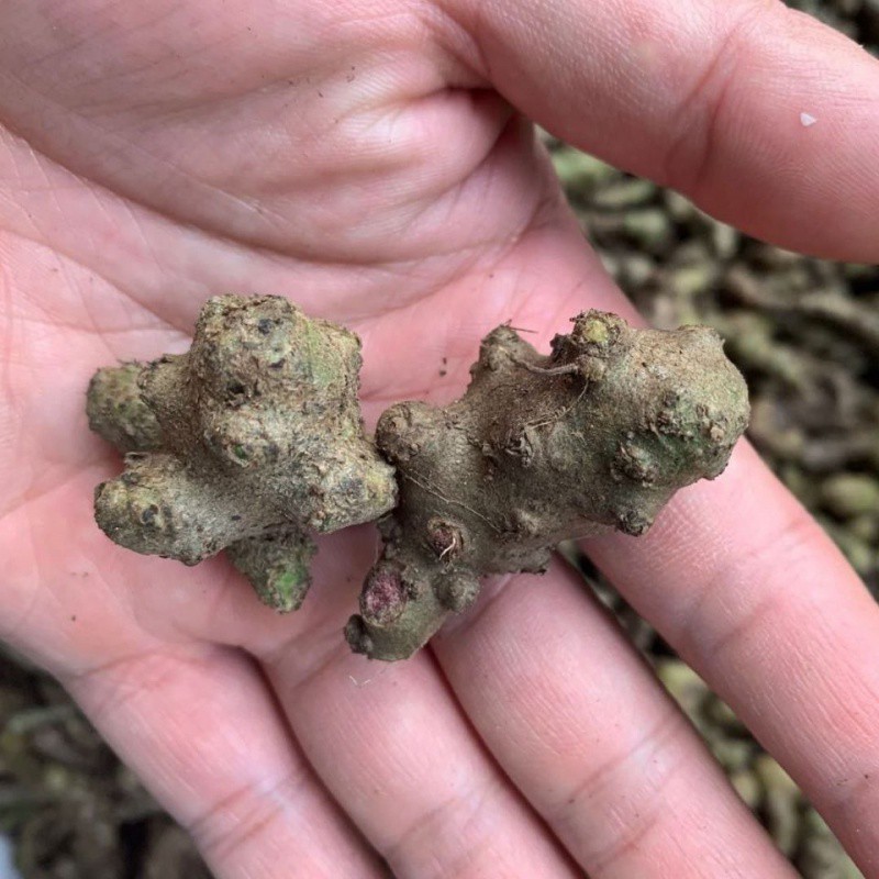 野生藤三七植物种球种苗盆栽食用药用土田七种苗种子根茎爬藤绿植