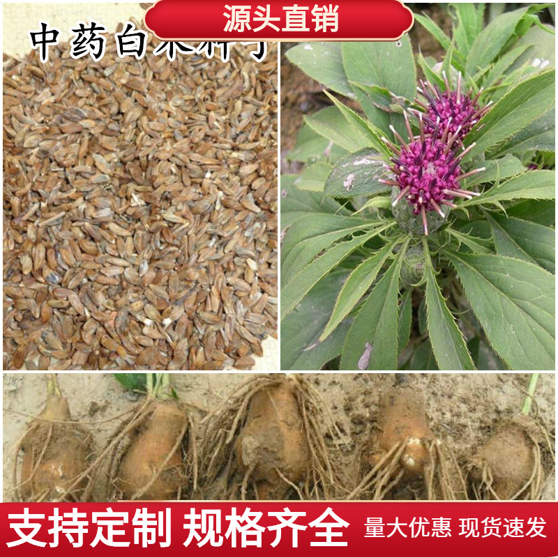 新采中药材白术种子桴蓟于术冬白术淅术杨桴山蓟杨枹蓟山芥苗包邮