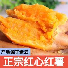 贵州紫云红薯新鲜地瓜红心番薯小红薯板栗番薯小香薯鲜生山芋