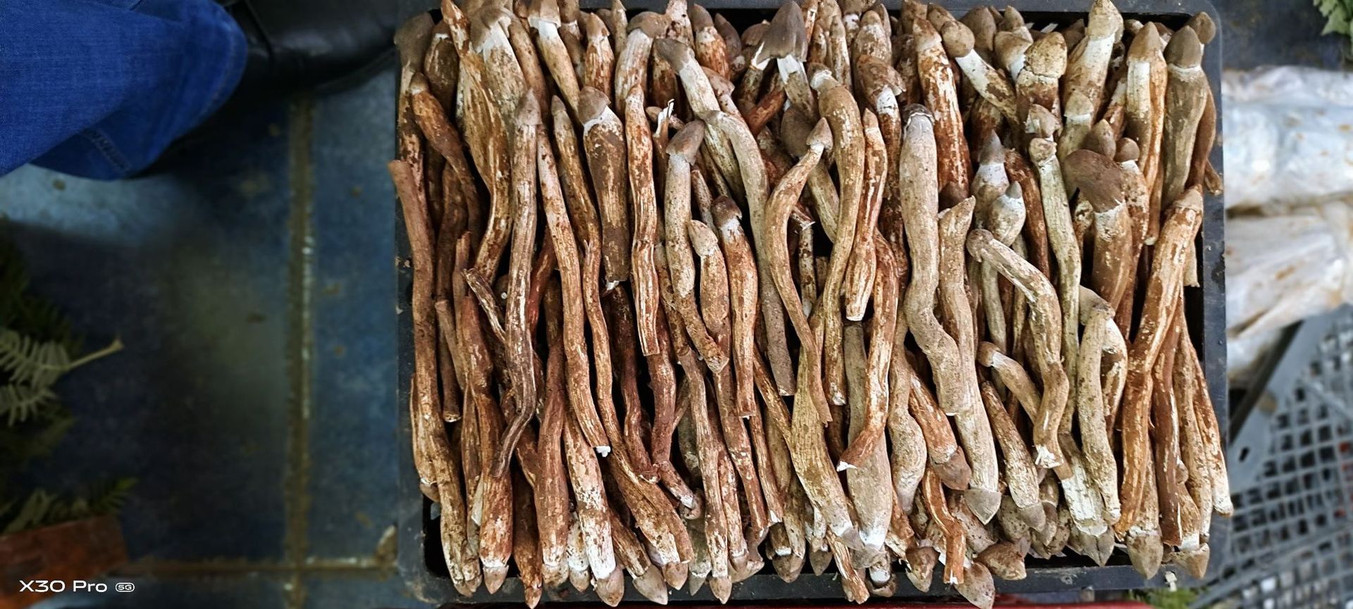 2021年云南特产火把新鲜鸡枞菌大白鸡枞鸡肉丝菇荔枝菌一件代发