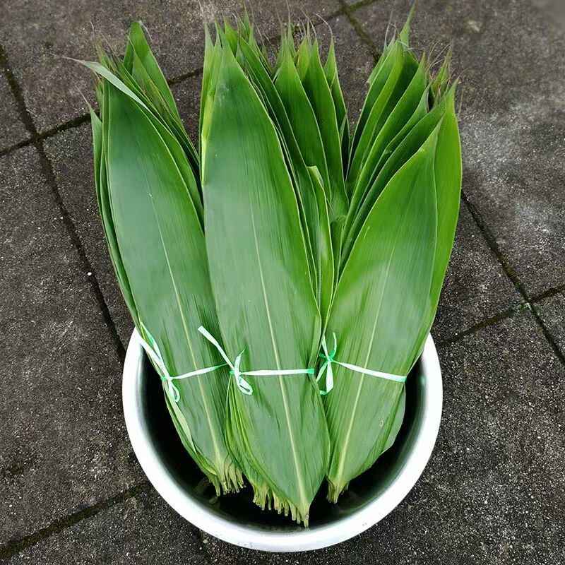 粽子叶大叶包粽子的叶子棕叶子粽叶新鲜粽叶子真空包装粽子叶家用