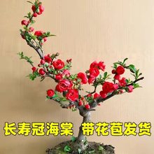 【带花苞长寿冠】四季海棠红色长寿冠海棠耐寒老桩南北方种植造型