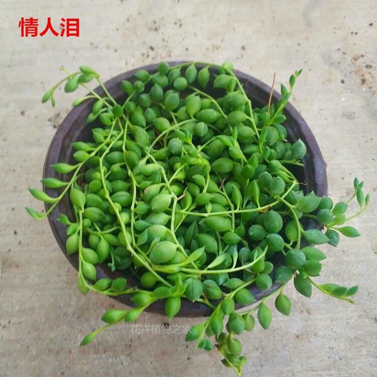 多肉植物紫玄月多肉吊兰佛珠花卉盆栽办公室绿植好养花卉珍珠吊兰