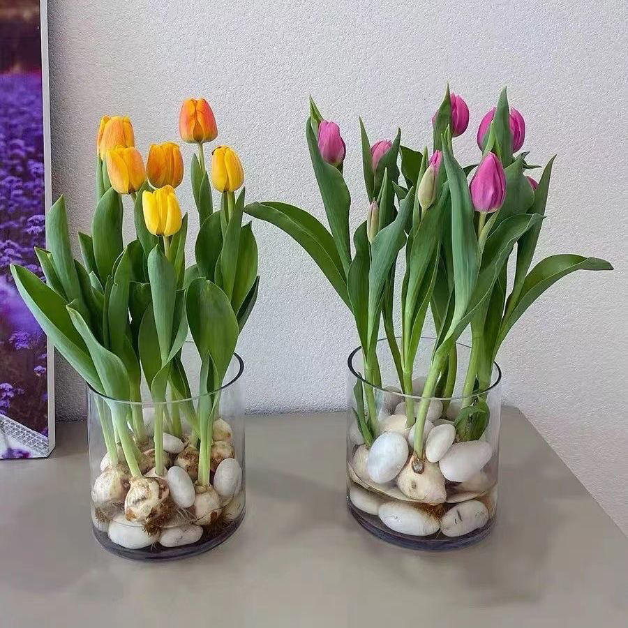 重瓣郁金香种球荷兰进口花卉可水培种球5度球耐寒室内外植物盆栽