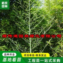 雷竹苗基地批发庭院种植绿化苗木园林栽培种植工程四季常青竹子苗