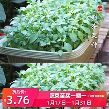 荆芥菜种籽河南大叶荆棘种子菜籽夏季四季播盆栽荆菜荆芥蔬菜苗孑