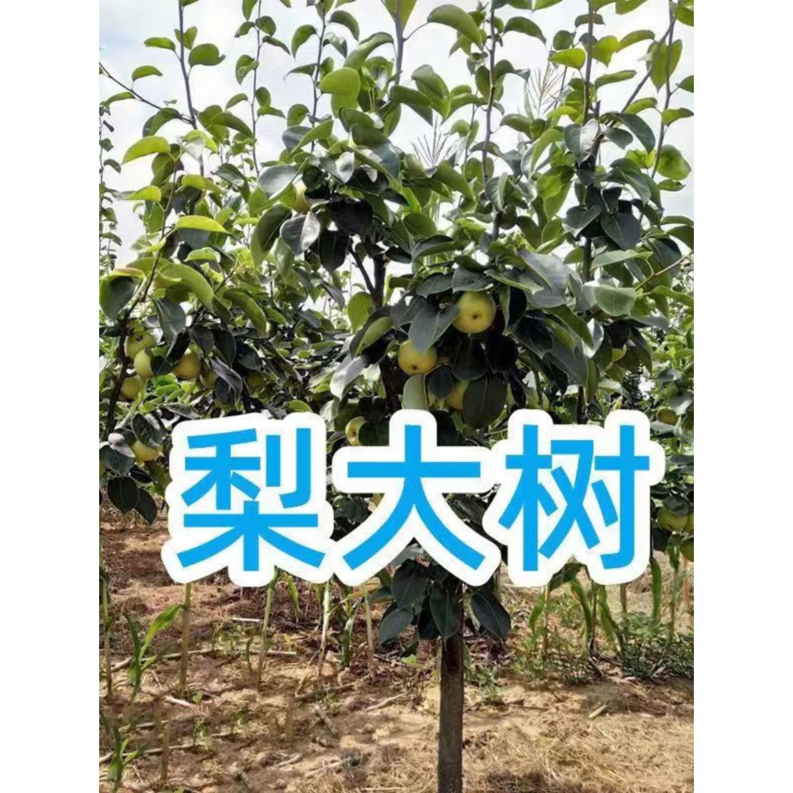 大梨树果苗特大庭院种植梨树嫁接苗南方北方秋月梨翠冠梨树果树苗
