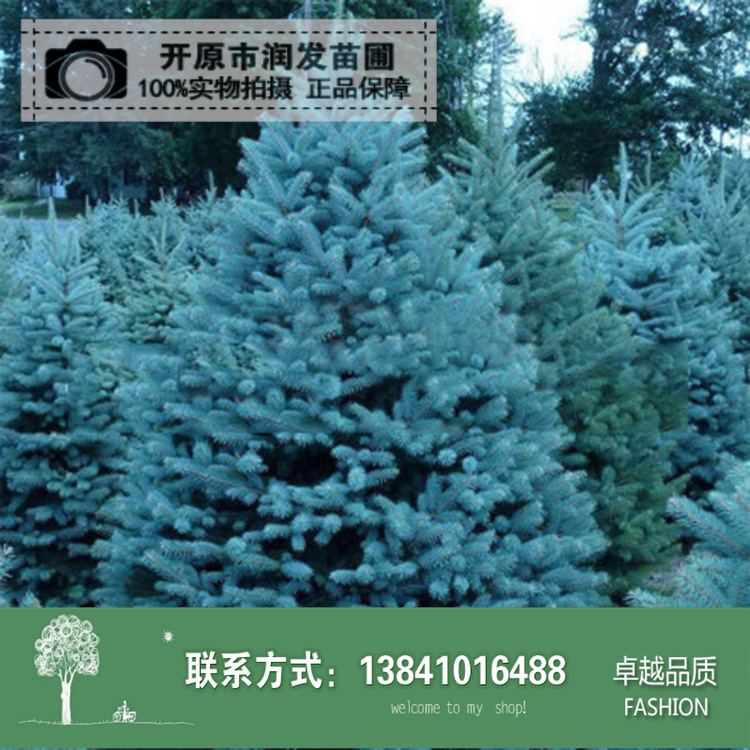 蓝杉球 蓝杉小苗 货源充足-阿里巴巴
