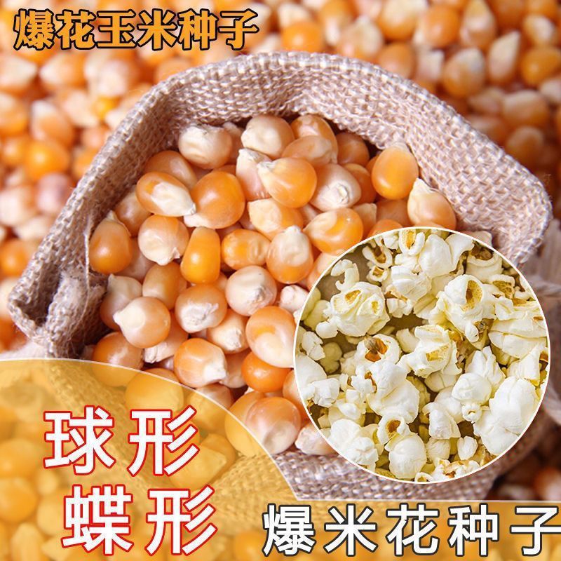 爆米花专用玉米种子高产早熟可吃可种植庭院大田球形爆裂玉米种籽