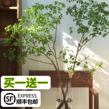 马醉木水培植物鲜切枝条绿植活树室内小绿植吊钟树苗客厅水养一件