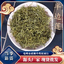 同仁堂半边莲70g中药材特级野生半边连半边花正品半边旗新货中草