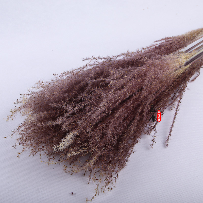 云南干花拂尘干花花束永生花干花网红diy家居装饰插花束包装花材