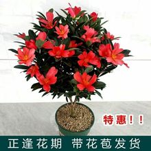 一件代发山茶花盆栽四季开花盆景植物好养嫁接杜鹃茶花树苗室外花