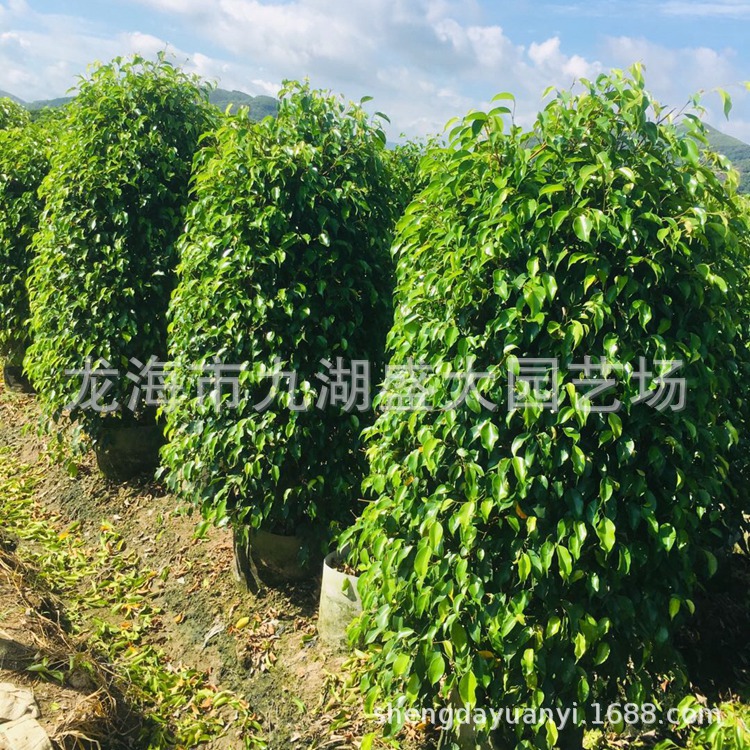 福建精品垂叶榕报价 福建漳州批发垂叶榕 柱形垂叶榕价格-阿里巴巴