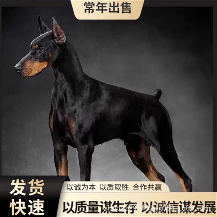 双血统杜宾幼犬活体狗狗德系杜宾护卫犬美系杜宾工作犬猛犬宠物犬