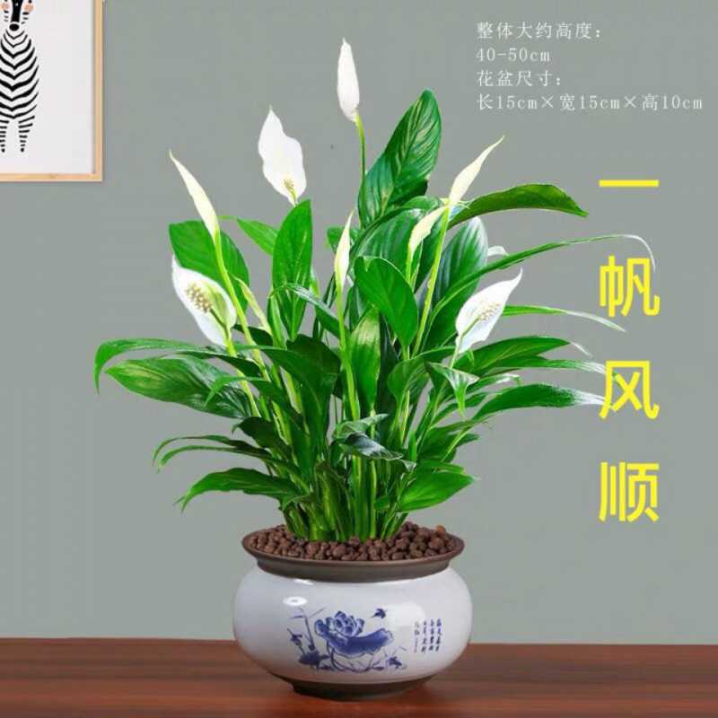 一帆风顺花富贵竹