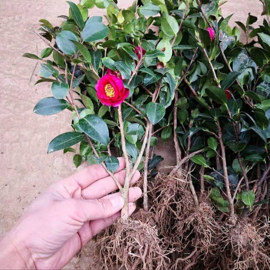 茶花树苗小苗茶梅苗红山茶花庭院盆栽阳台露台南北方耐寒绿植花卉