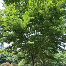批发正宗榉树苗红榉木小苗榉树树苗工地行道绿化常绿榉树小苗热卖