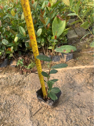 新奇士龙船花7斤袋-阿里巴巴