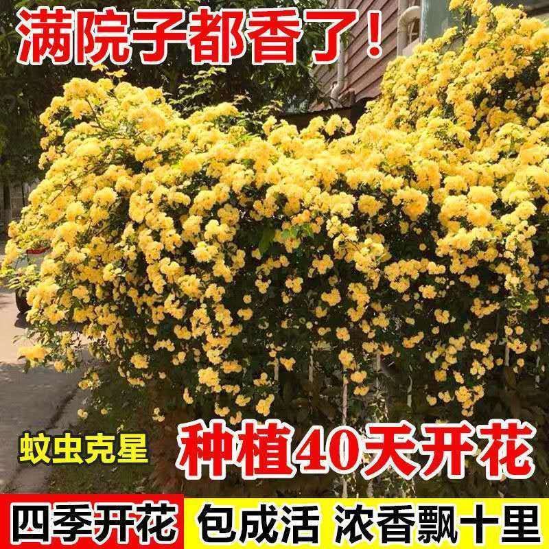 木香花爬藤四季开花花期超长的花卉黄木香花苗攀爬爬墙藤蔓大全