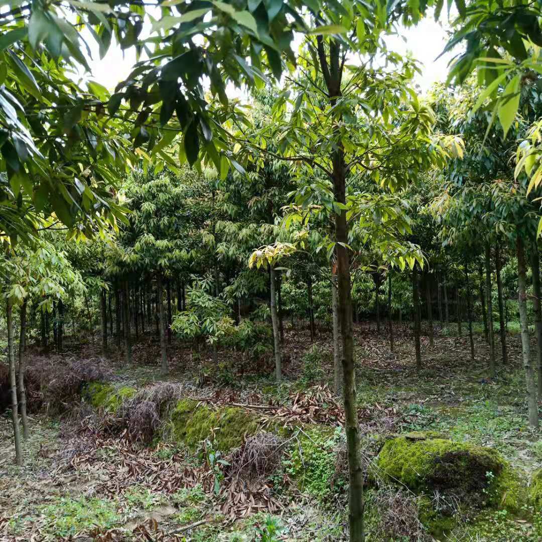 金丝楠树苗图片