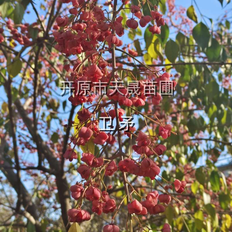 00元50000棵可售地径(cm)2米冠幅(cm)登录查看是否享首单包邮或首单立