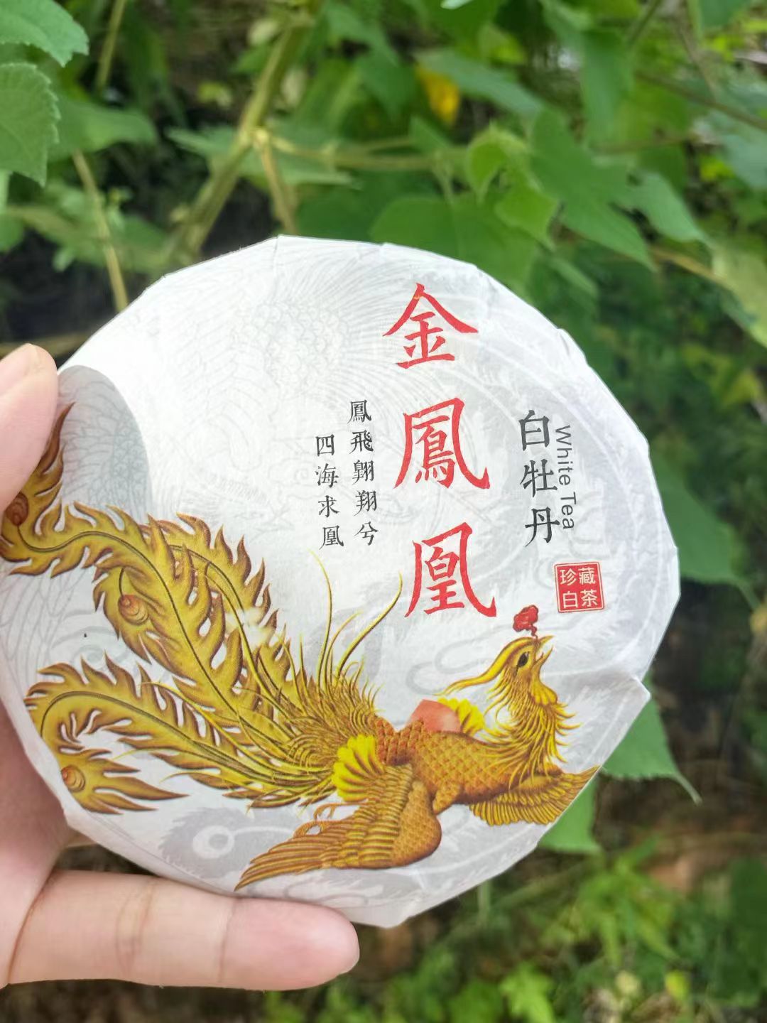 福鼎白茶 2022年春茶 白牡丹茶饼 花果香 里外一口料100g小饼