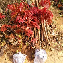 日式红枫树苗红枫盆景嫁接盆栽美式枫苗庭院绿化彩色植物