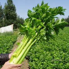 批发皇后西芹芹菜种子 早熟高产抗病 耐高温耐低温西芹蔬菜籽夏秋