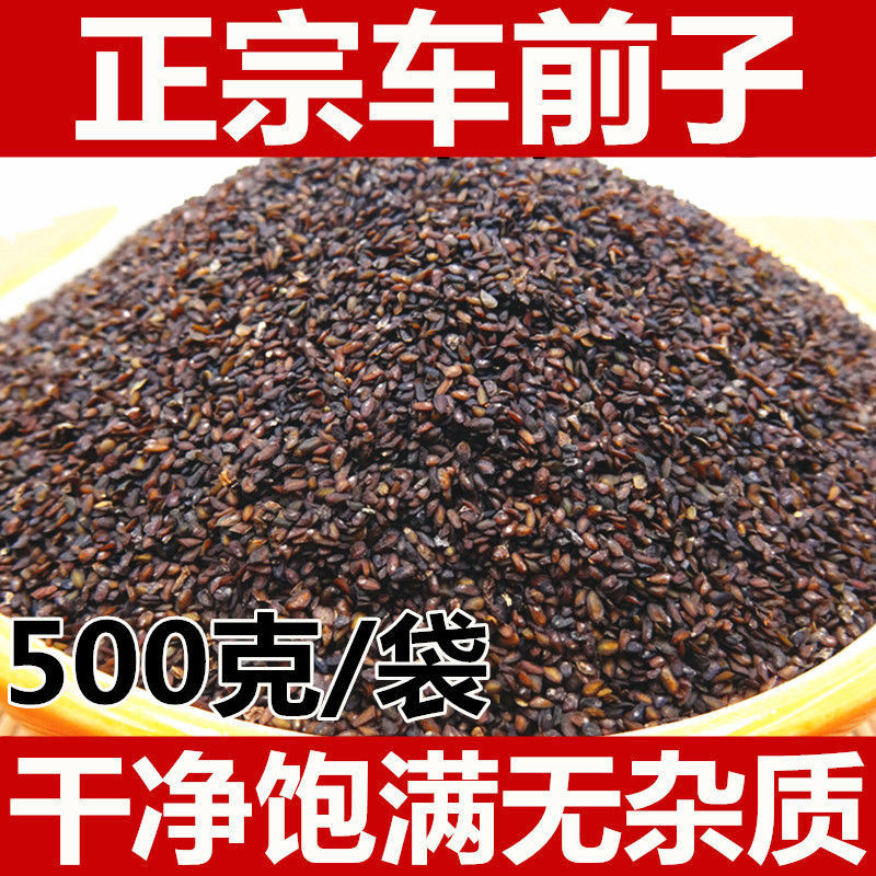 车前子500克小车前子籽茶车前种子车前草子仁车前实-阿里巴巴