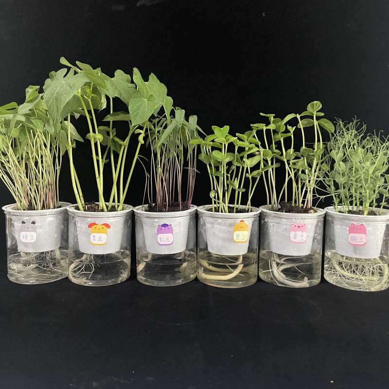 绿豆蚕豆豌豆红豆绿豆黄豆芸豆水培种子盆栽幼儿园学生观察绿植物