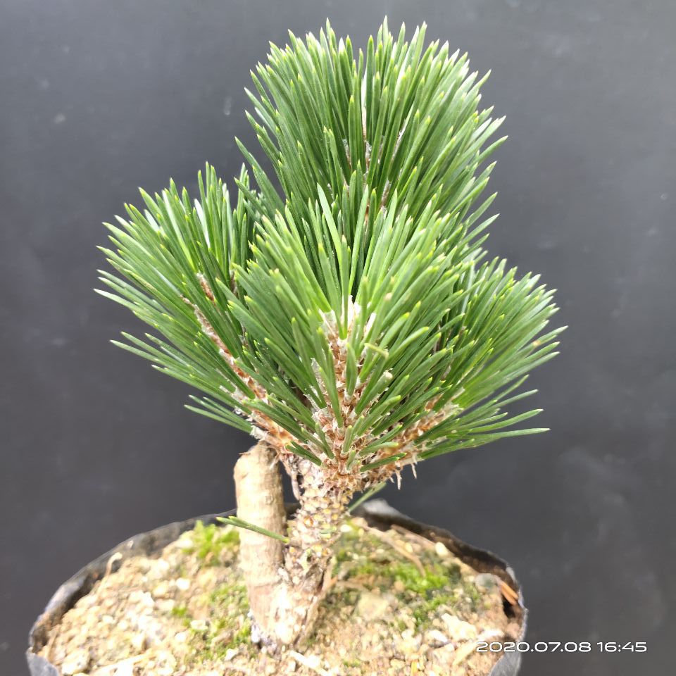 日本千寿丸盆栽精品老桩造型黑松盆景室内四季常青绿植千寿丸苗