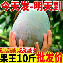 【爆甜】四川攀枝花凯批发大芒果新鲜芒果5/10斤应季水果整箱