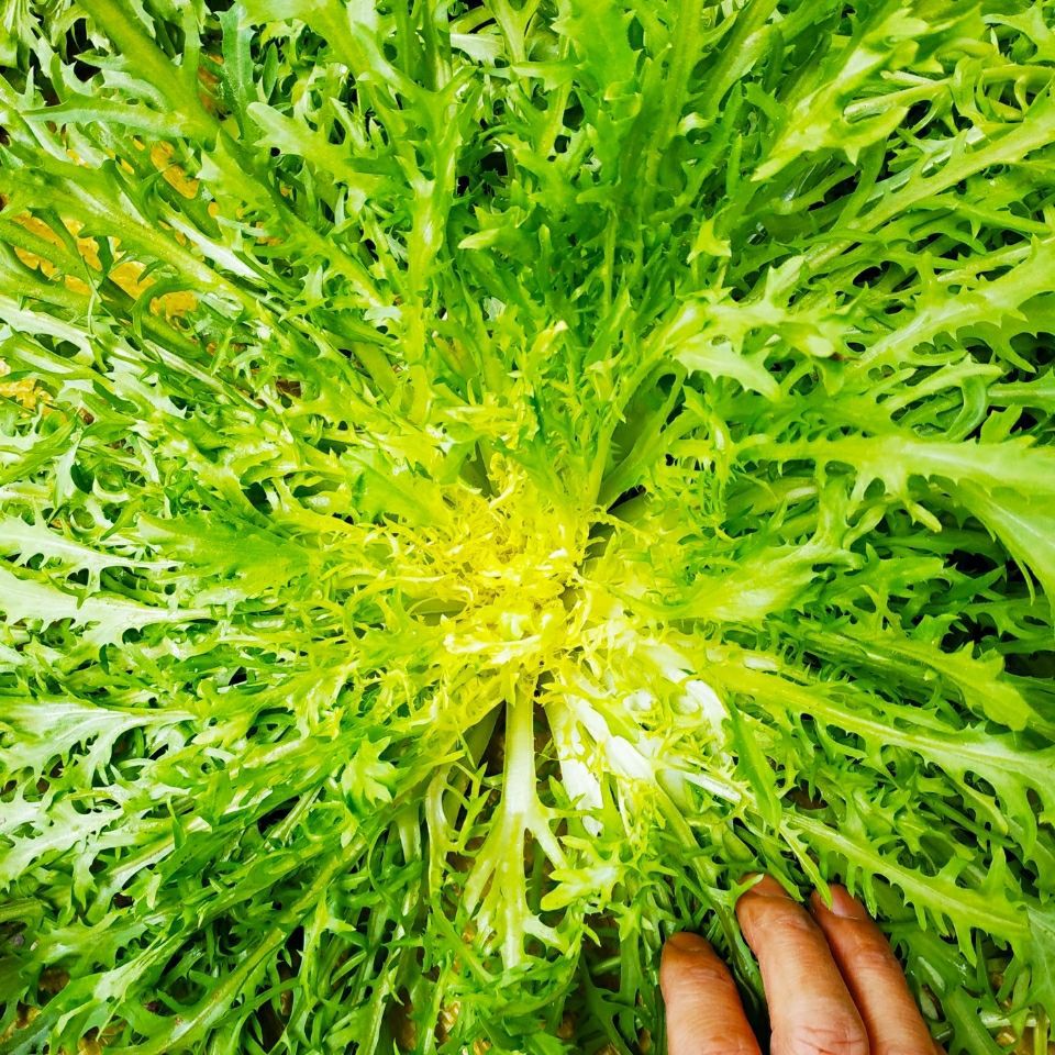 新鲜蔬菜苦细叶苦菊菜火锅叶苦叶生菜苦苣沙拉菜狗芽菜生吃凉拌菜