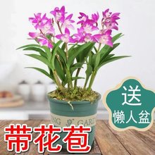 香水石斛【带花苞】浓香型室内花卉石斛兰带花客厅办公室花卉绿植