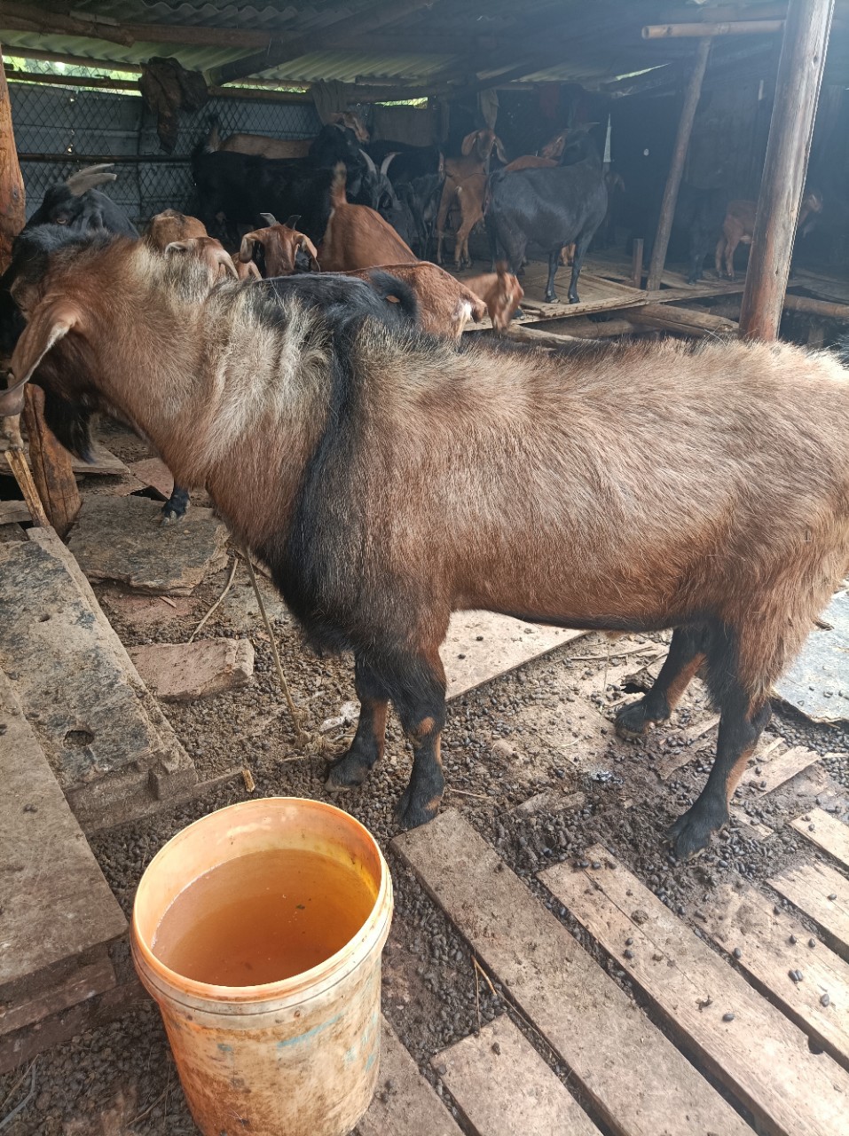 山羊养殖,山羊系列,黑山羊黄羊麻羊波尔山羊,简阳大耳羊,回收