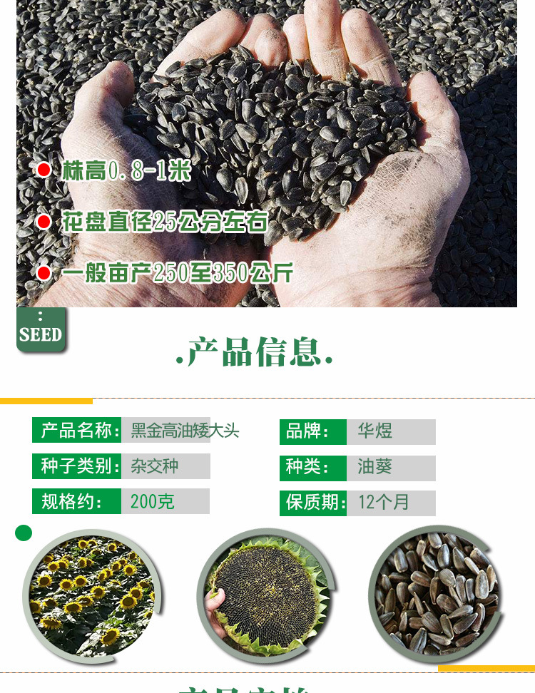 黑金高油矮大头油葵种子 农田基地栽培大盘杆粗油葵向日葵籽