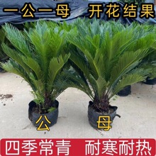 铁树盆栽绿植铁树苗耐寒耐热植物盆景苗苏铁苗四季常青室内外花卉