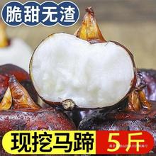 源自安徽无为新鲜马蹄果荸荠地梨地栗即食水果蔬菜农产品一斤包邮