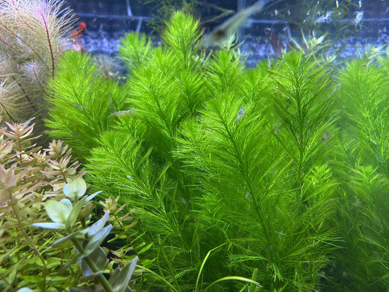 绿羽毛水草活体批发鱼缸造景真水草装饰水族箱观赏后景草有茎类