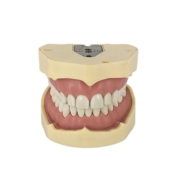 德国frasaco牙齿模型口腔教学模型 28牙软牙龈练习备牙全口可拆