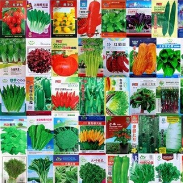 新品蔬菜种籽秋季大白菜全四季蔬菜种子阳台盆栽农家小院种植