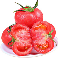 新疆沙瓤西红柿新鲜自然熟生吃普罗旺斯水果番茄一件代发