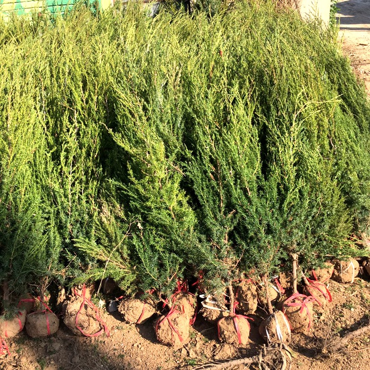 清明松 松柏树苗 刺柏刺松 宝塔 松塔柏 园林绿化苗木墓地松