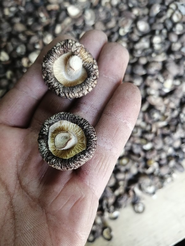 湖北黑香菇-湖北黑香菇厂家,品牌,图片,热帖-阿里巴巴