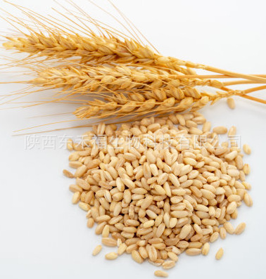 小麦膳食纤维95%小麦纤维素 纤维素粉wheat dietary fiber1kg起售