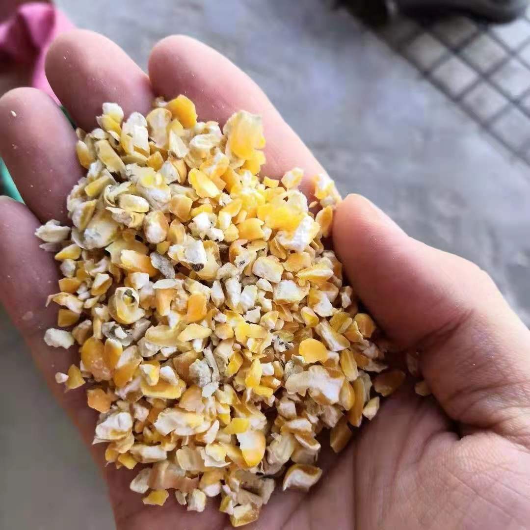 厂家供应 碎玉米 畜禽水产料蛋白饲料 猪牛羊鸡鸭鹅兔饲料
