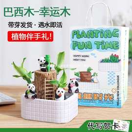 巴西木幸运木开花带芽好养室内桌面盆栽水培植物创意绿植伴手礼