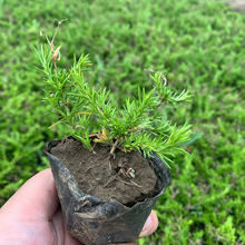 芝樱花苗丛生福禄考花苗四季易种花苗庭院绿化工程花海耐寒耐旱苗